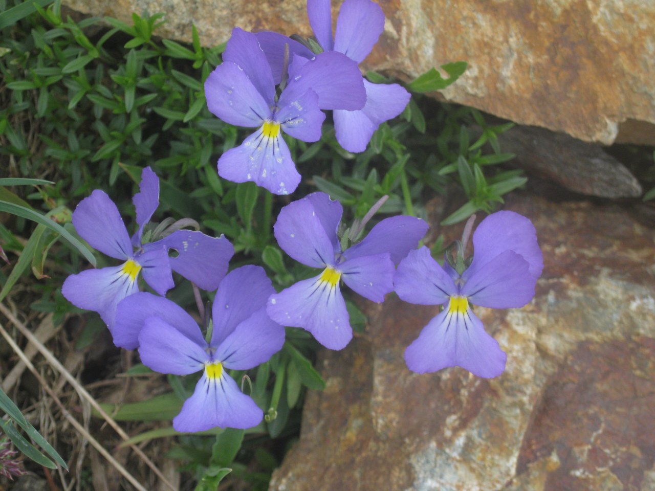 confronto di Viola